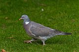 Common Wood-Pigeonborder=