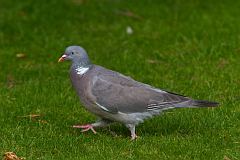 Common Wood-Pigeon