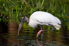 Wood Stork