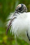 Wood Stork