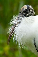 Wood Stork