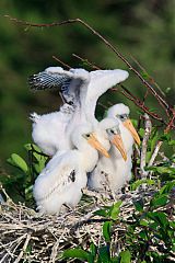 Wood Stork