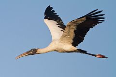 Wood Stork