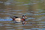 Wood Duck