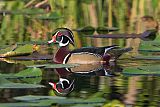 Wood Duck