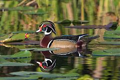 Wood Duck