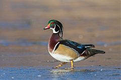 Wood Duck