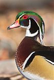 Wood Duck