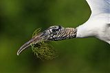 Wood Stork