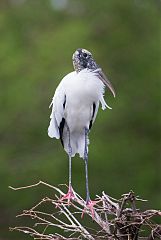 Wood Stork