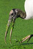 Wood Stork