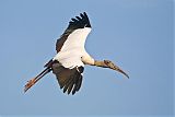 Wood Stork