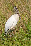 Wood Stork