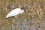 Wood Stork