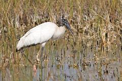 Wood Stork