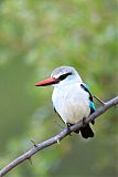 Woodland Kingfisher