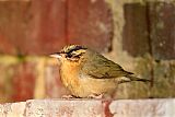 Worm-eating Warbler