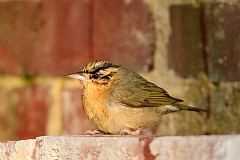 Worm-eating Warbler