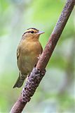 Worm-eating Warbler