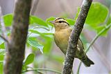 Worm-eating Warbler