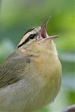 Worm-eating Warbler