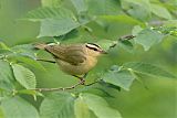 Worm-eating Warbler