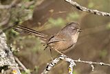 Wrentit