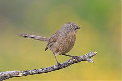 Wrentit