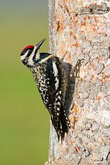 Yellow-bellied Sapsucker