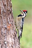 Yellow-bellied Sapsucker