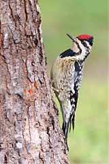 Yellow-bellied Sapsucker