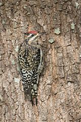 Yellow-bellied Sapsucker