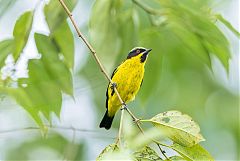 Yellow-bellied Dacnis