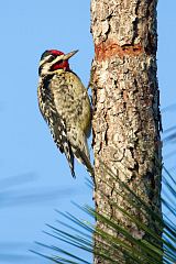 Yellow-bellied Sapsucker