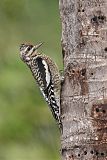 Yellow-bellied Sapsucker