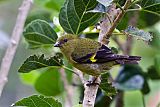 Yellow-bellied Siskin