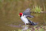 Yellow-billed Cardinal