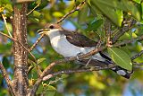 Yellow-billed Cuckoo