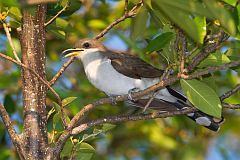 Yellow-billed Cuckoo