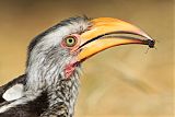 Southern Yellow-billed Hornbillborder=