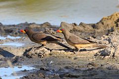 Yellow-billed Oxpecker