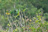 Yellow-billed Parrotborder=