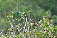 Yellow-billed Amazon