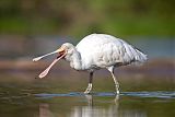 Yellow-billed Spoonbill