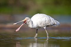 Yellow-billed Spoonbill