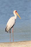 Yellow-billed Stork