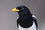 Yellow-billed Magpieborder=