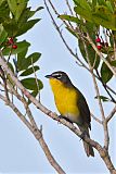 Yellow-breasted Chatborder=