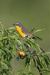 Yellow-breasted Chat