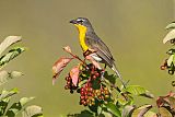 Yellow-breasted Chatborder=